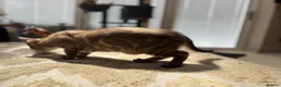 Bengal cats for sale: ⭐⭐⭐ Stunning Rare Charcoal Mink Bengal Kitten ⭐⭐⭐ - Advert 20