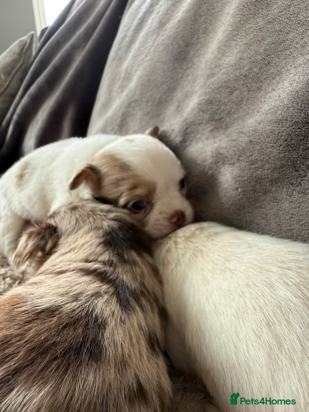 Chihuahua dogs for sale: Long hair chihuahua puppies  - Image 32