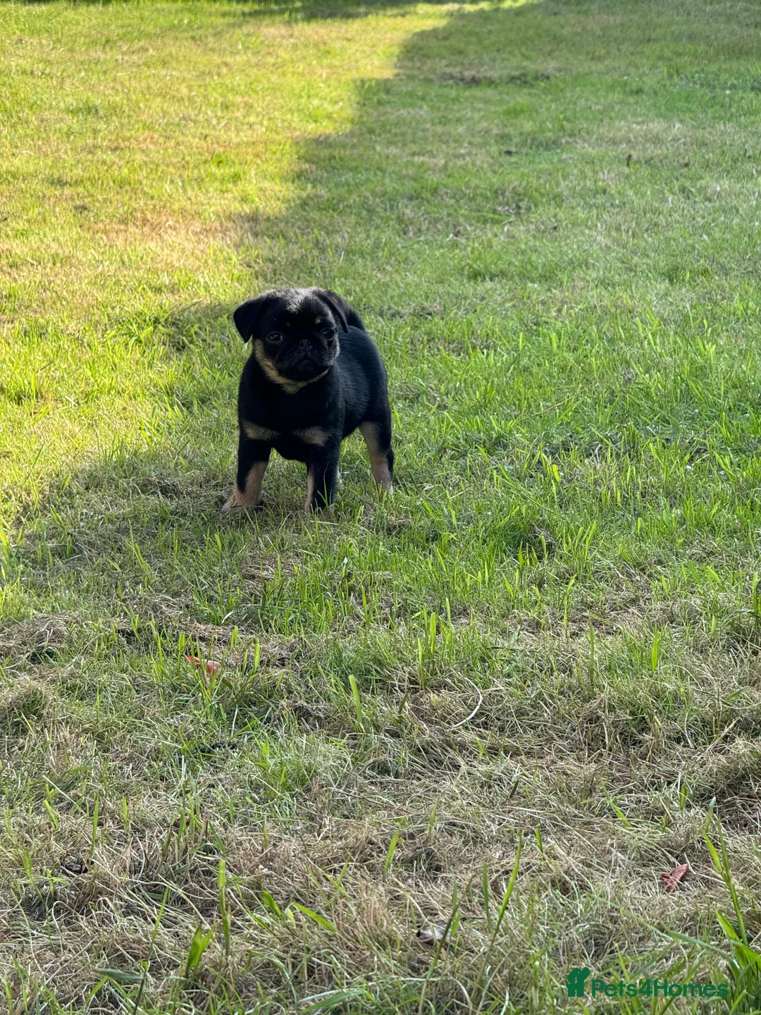 Pug dogs for stud: 🐶✨Quality Pug Stud Ready for the right match!✨🐶 - Advert 10