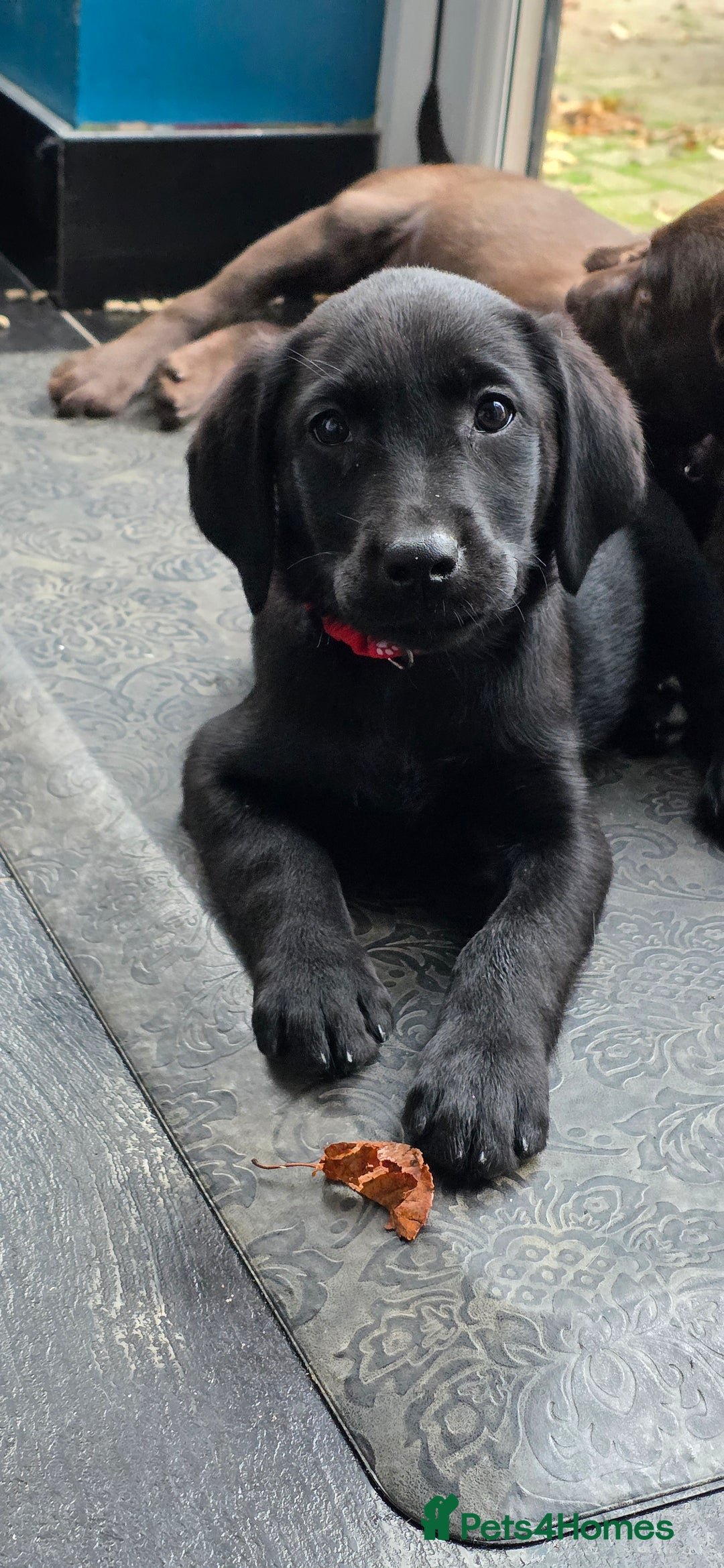 Labrador Retriever dogs for sale: Labrador Puppies Ready for Their Forever Homes🐶💛 - Image 21
