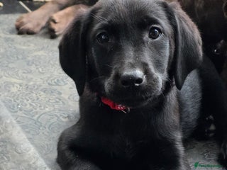 Labrador Retriever dogs Ready Now!! LAST 3 available - Advert 7