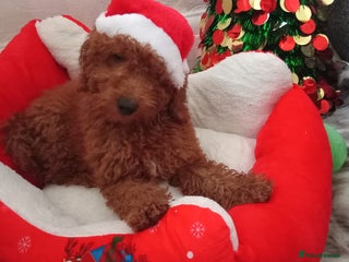Miniature Poodle dogs Miniature poodles kc registered teddys. - Advert 17