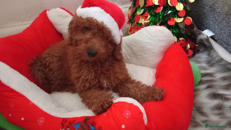 Miniature Poodle dogs - Advert 1