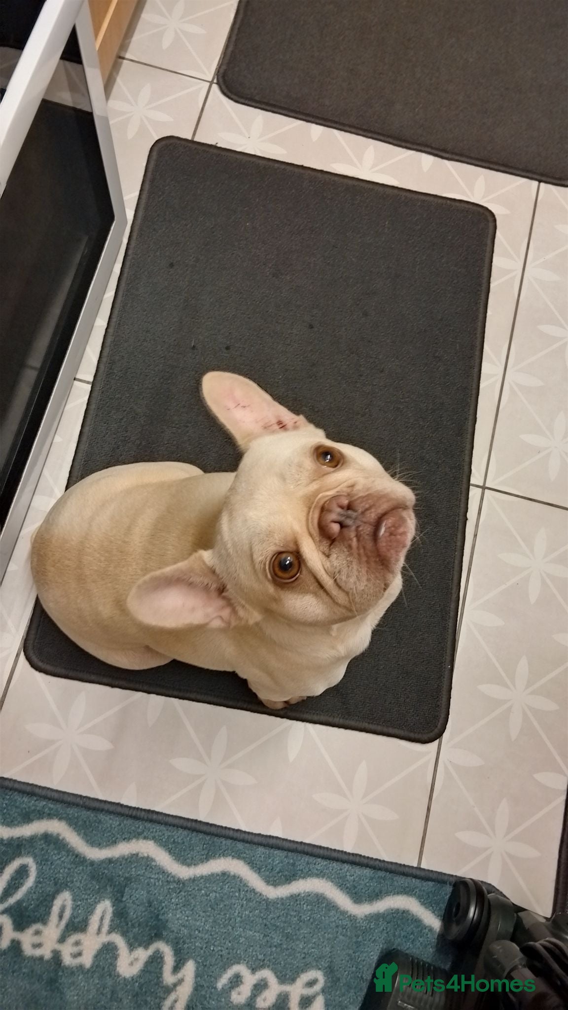 French Bulldog dogs French bulldog dog (nelly) - Advert 1
