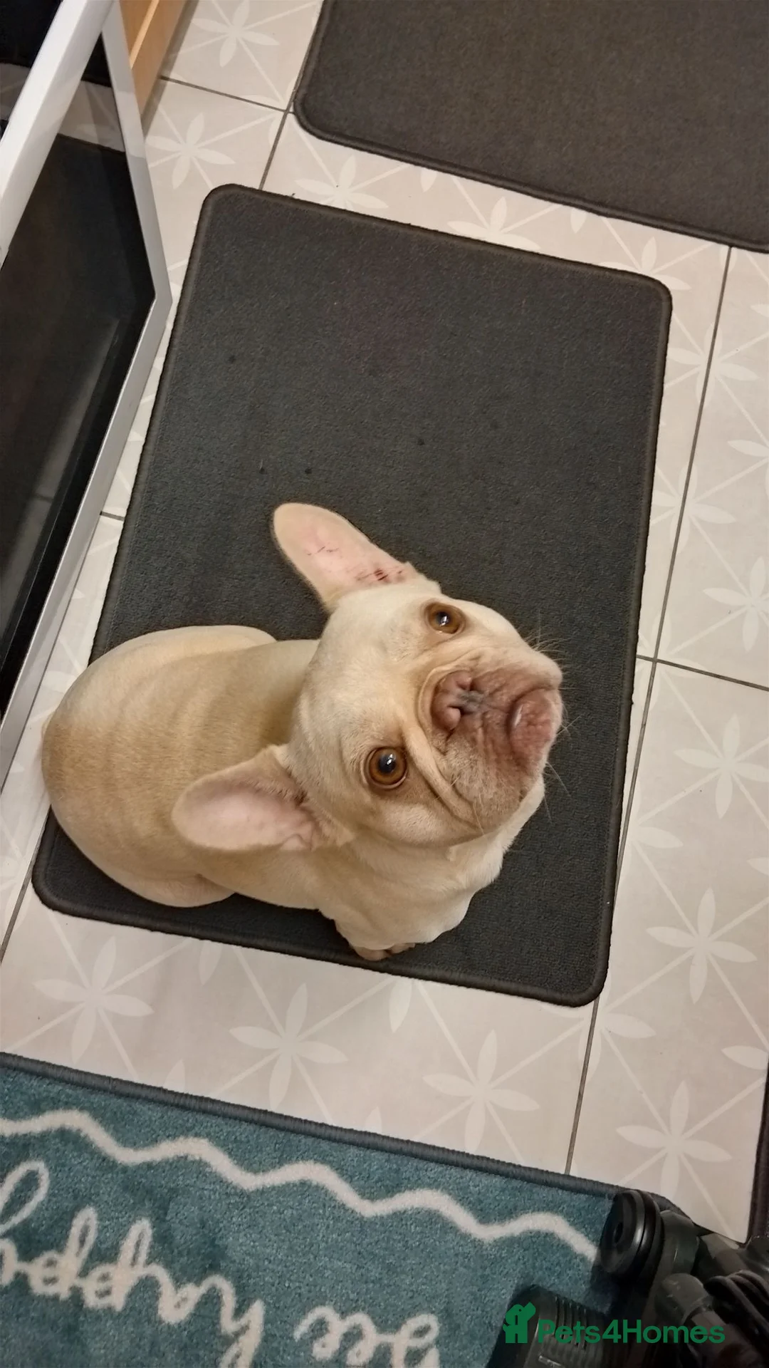 French Bulldog dogs for sale: French bulldog dog (nelly) in Cambridge - Advert 1