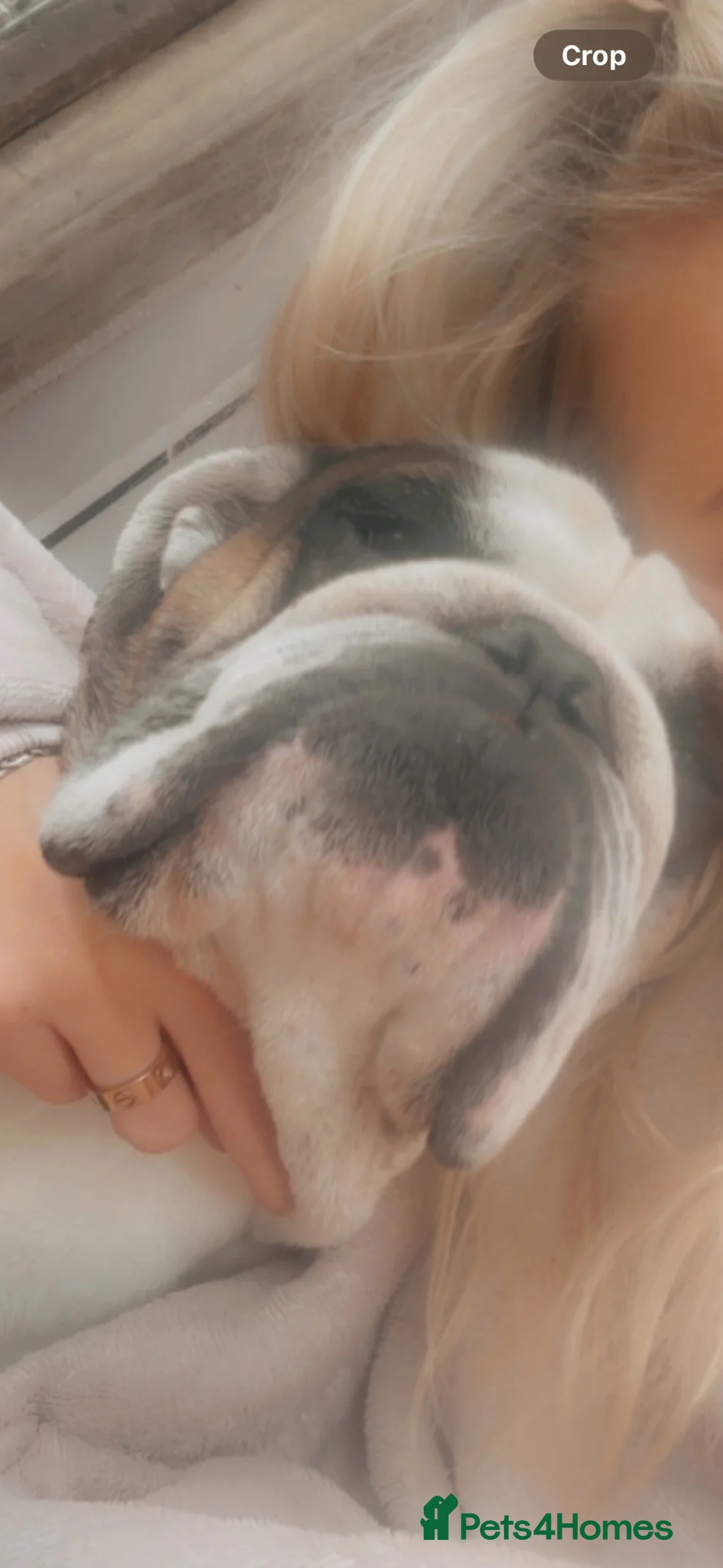 English Bulldog dogs for stud: Fat boy British bulldog  - Advert 2