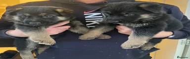 German Shepherd 6