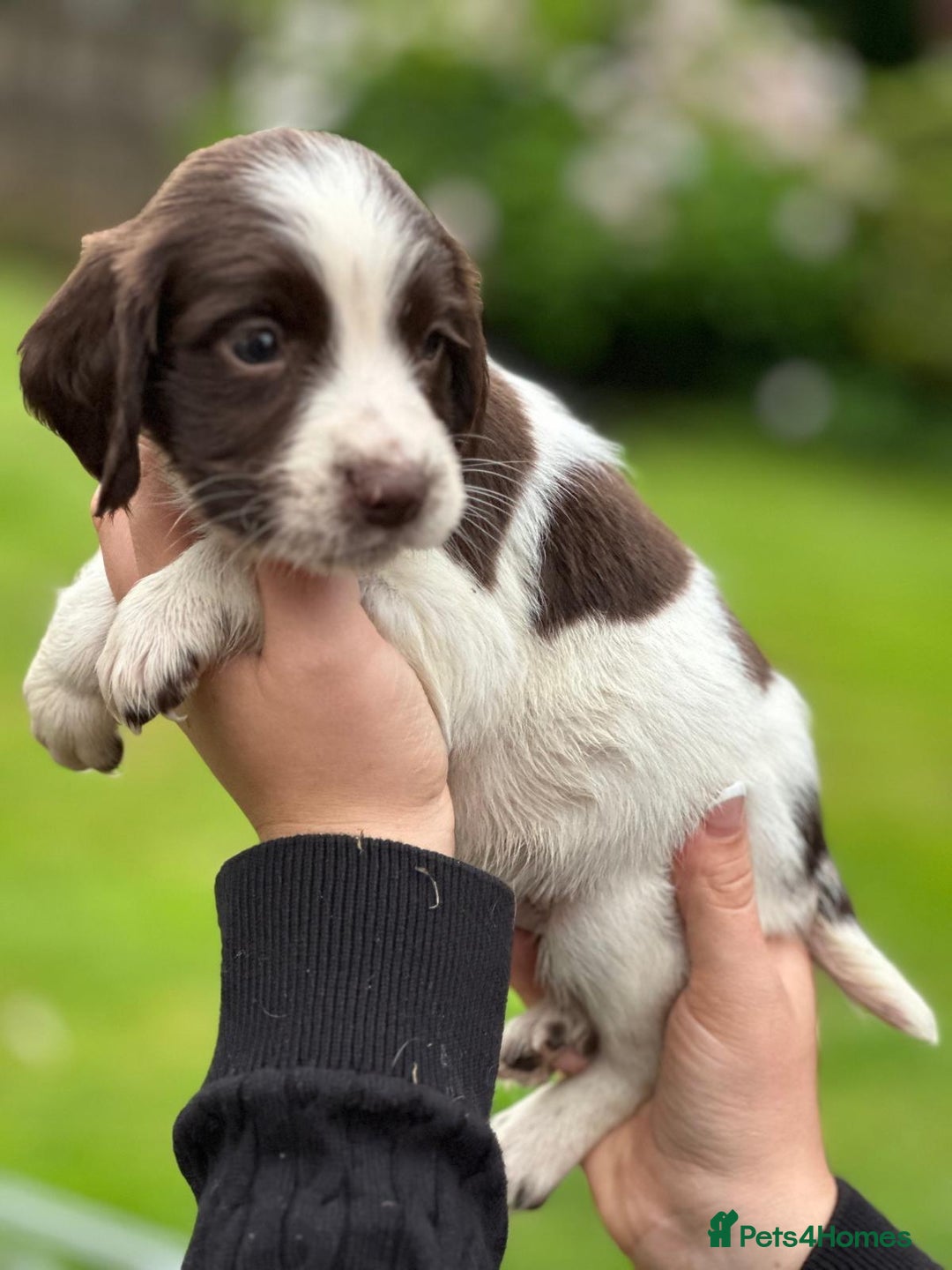 English Springer Spaniel dogs for sale: 2025 FTCH ROSEBAY BLUE,WELL MARKED LITTER ESS PUPS - Image 27