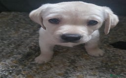 Labrador Retriever dogs for sale: Labrador  - Image 4