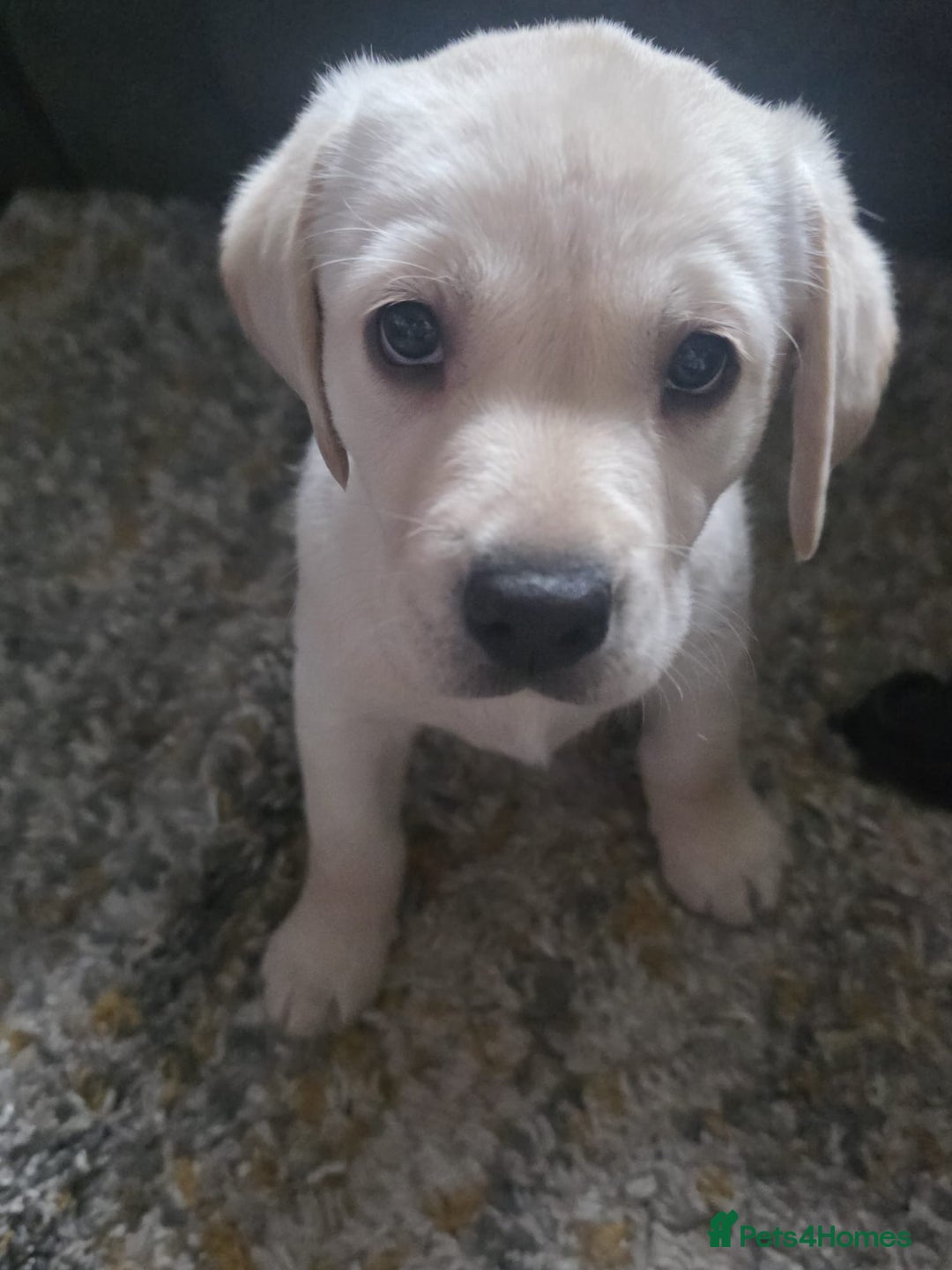 Labrador Retriever dogs for sale: Labrador  - Image 4