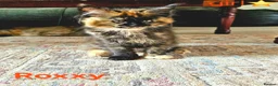 Maine Coon cats for sale: ✨ Meet Our Magnificent Maine Coon Kittens ✨ - Advert 9