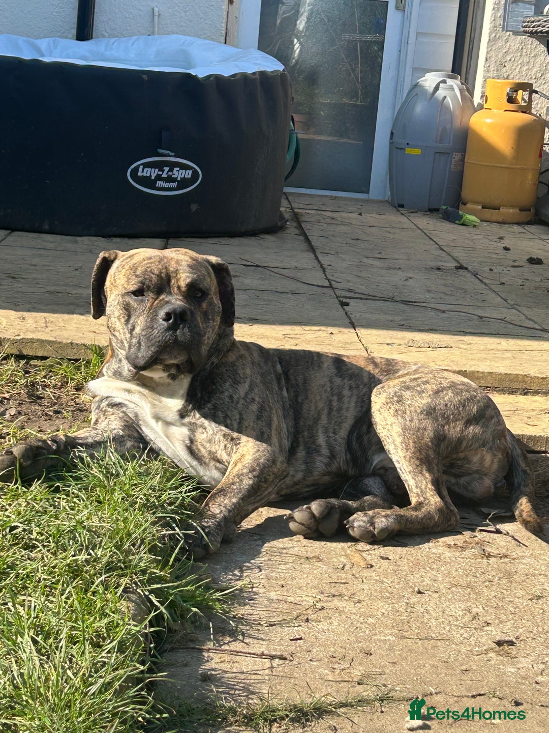 Mastiff dogs for stud: Mastiff for stud  - Image 7