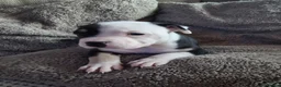 Mixed Breed dogs for sale: Beautiful Staffordshire cross puppies  in Stoke-on-Trent - Advert 10