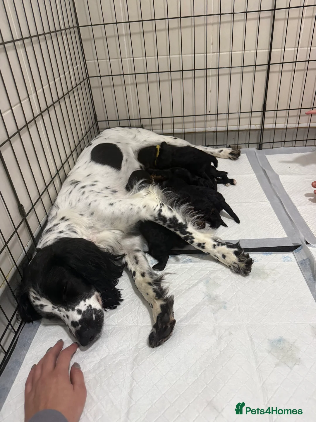 Sproodle dogs for sale: •LAST 3 GIRLS AVAILABLE• READY TO LEAVE• - Advert 11