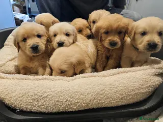 Golden Retriever dogs for sale: Golden retriever champion bloodline puppies. - Advert 1