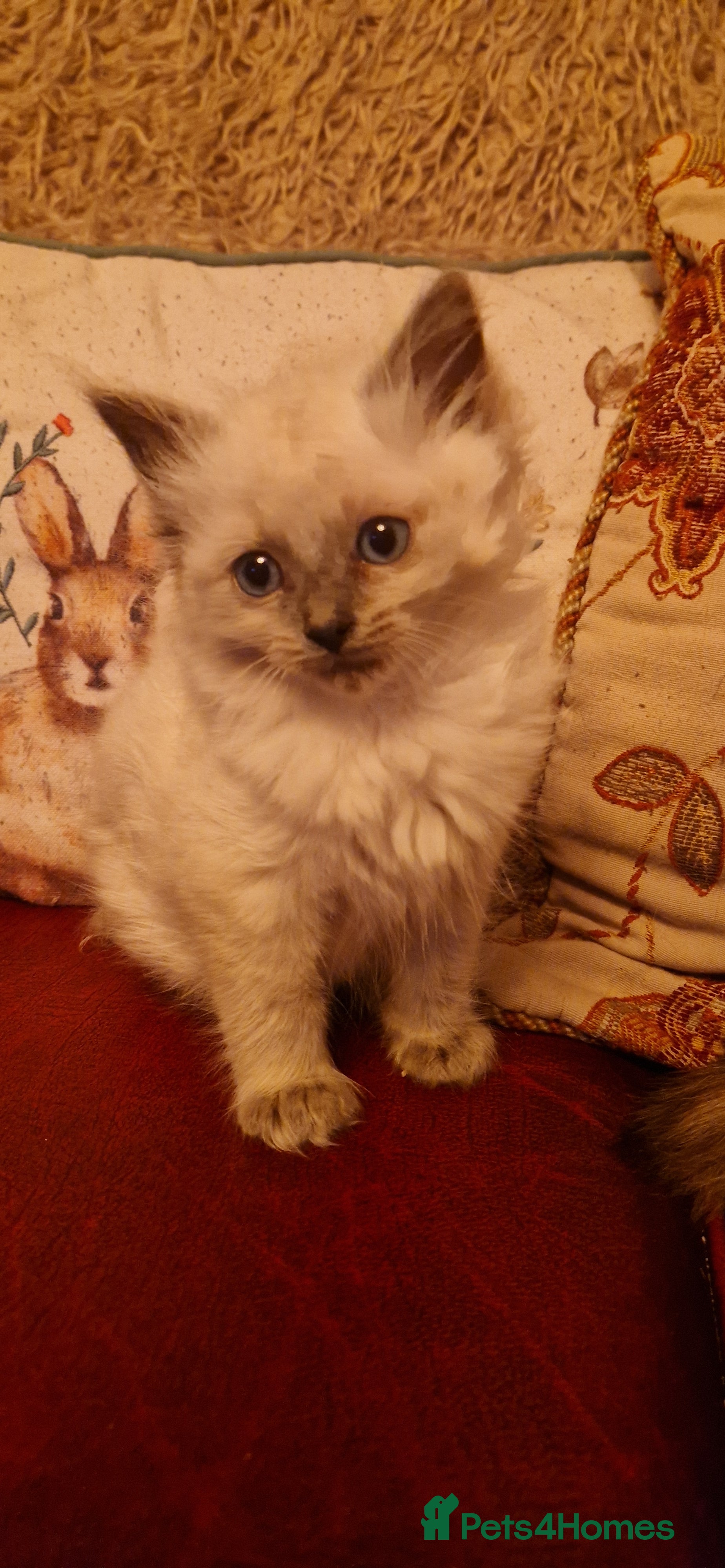 Ragdoll cats Ragdoll kitten looking his forever homes - Advert 13