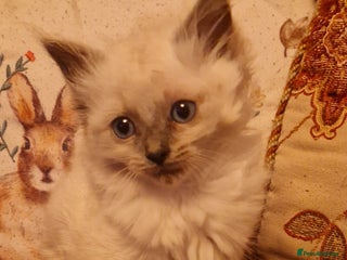 Ragdoll cats Ragdoll kitten looking his forever homes - Advert 13