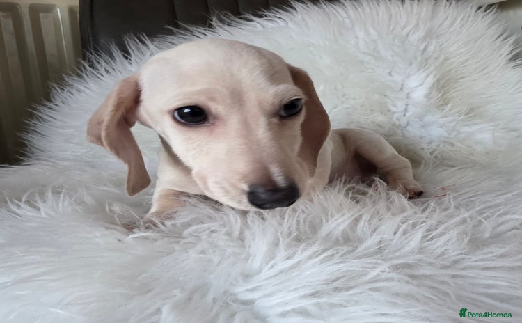 Miniature Dachshund dogs REDUCED LITTER KC REG mini Daxi  - Advert 3