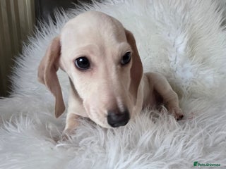 Miniature Dachshund dogs REDUCED LITTER KC REG mini Daxi - Advert 1