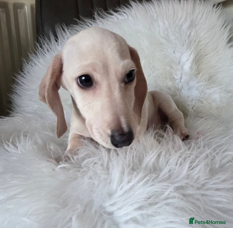 Miniature Dachshund dogs REDUCED LITTER KC REG mini Daxi - Advert 1