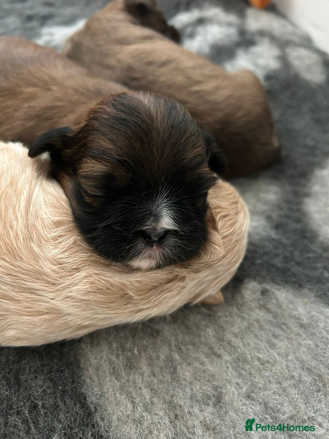 Shih Tzu dogs for sale: Stunning kc imperial shih tzus - Image 8
