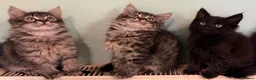 Maine Coon cats for sale: Maine Coon Absolutely  beautiful Kittens for Sale  - Advert 11