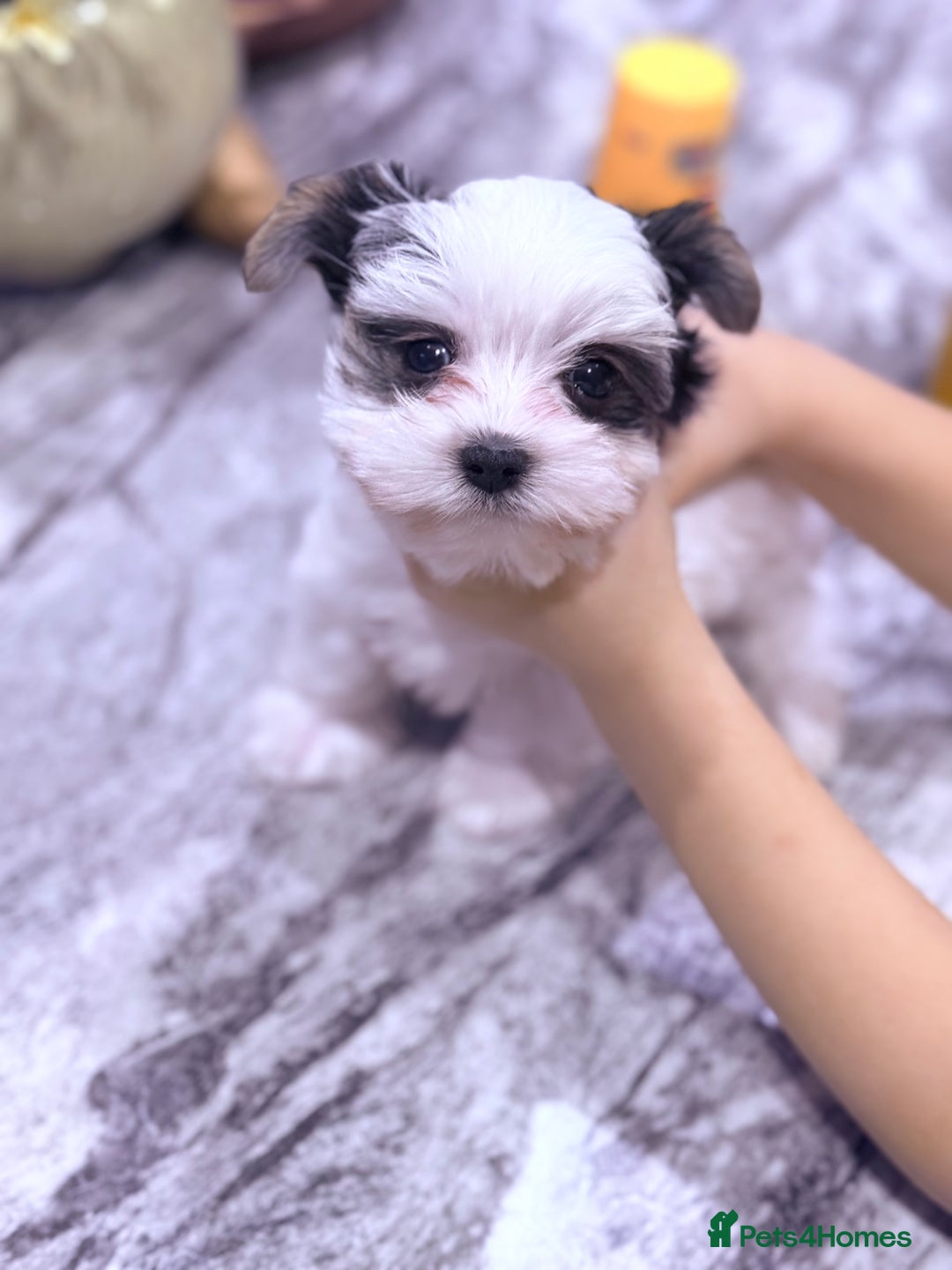 Biewer Terrier dogs for sale: Yorkshire terrier  - Advert 12