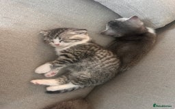 Scottish Fold cats for sale: Scottish fold and straights - Image 27