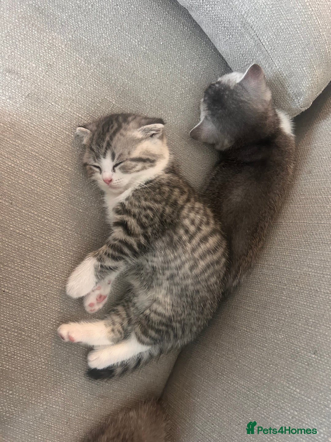 Scottish Fold cats for sale: Scottish fold and straights - Image 27