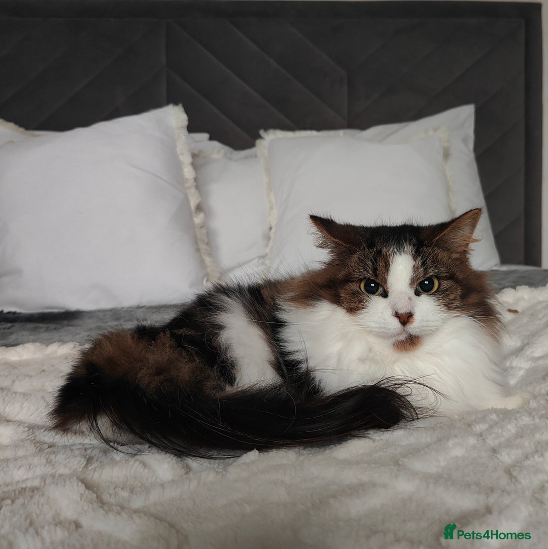 Maine Coon cats for sale: Norwegian Forest Cat - Advert 7
