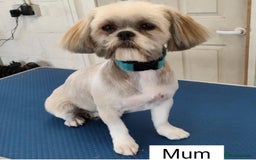 Shih Tzu dogs for sale: Four shih tzu boy puppy’s for sale. - Image 23