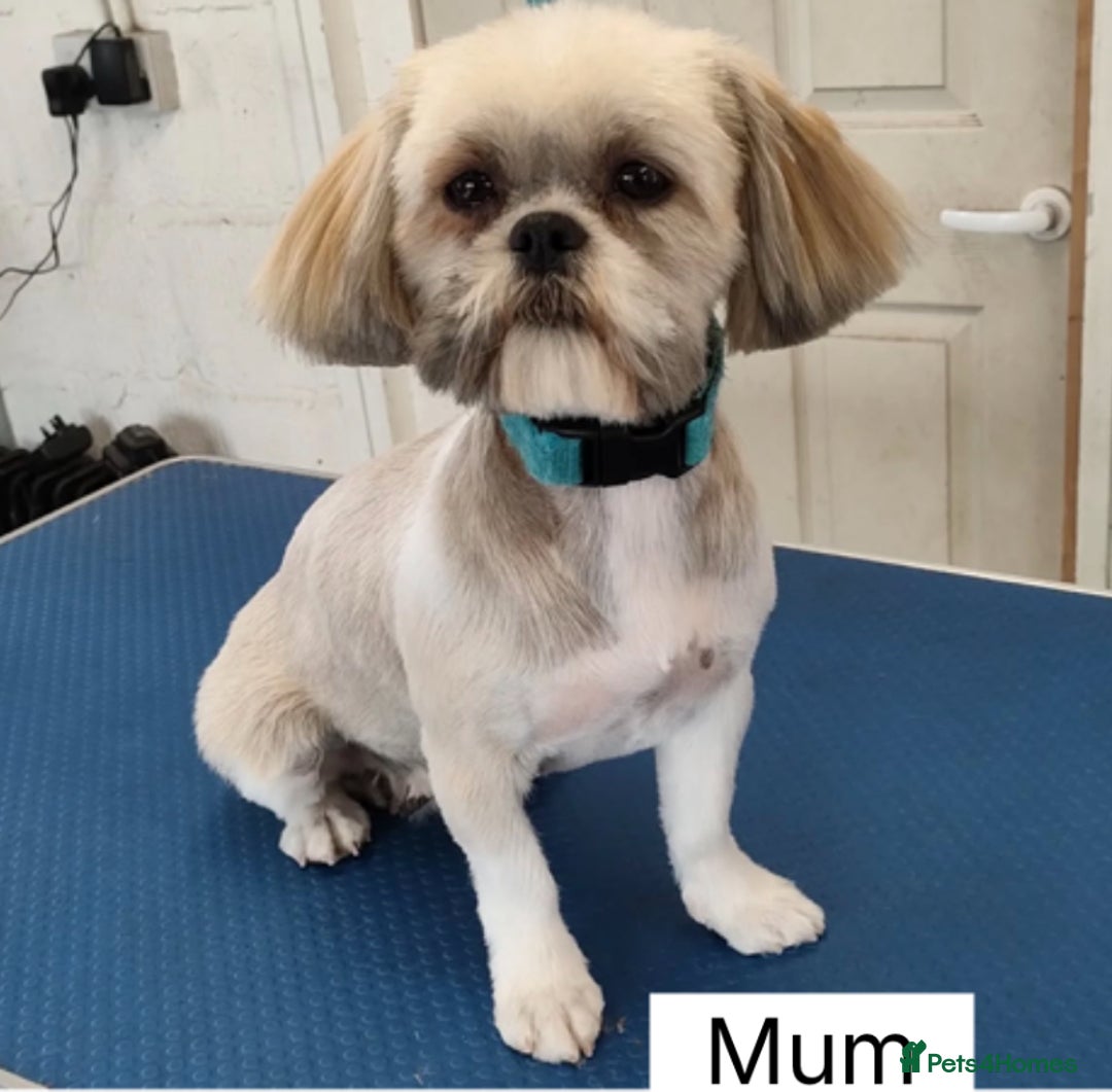 Shih Tzu dogs for sale: Four shih tzu boy puppy’s for sale. - Image 23