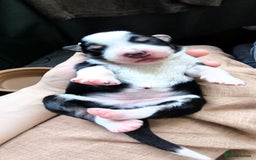 Border Collie dogs for sale: Border Collie Puppies - Image 12