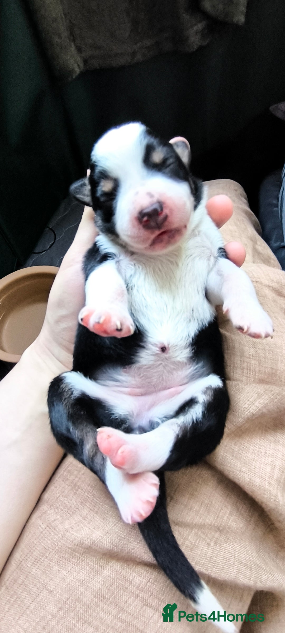 Border Collie dogs for sale: Border Collie Puppies - Image 12