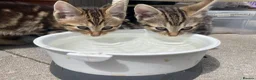 Bengal cats for sale: Two gorgeous bengal boys left READY NOW - Advert 17
