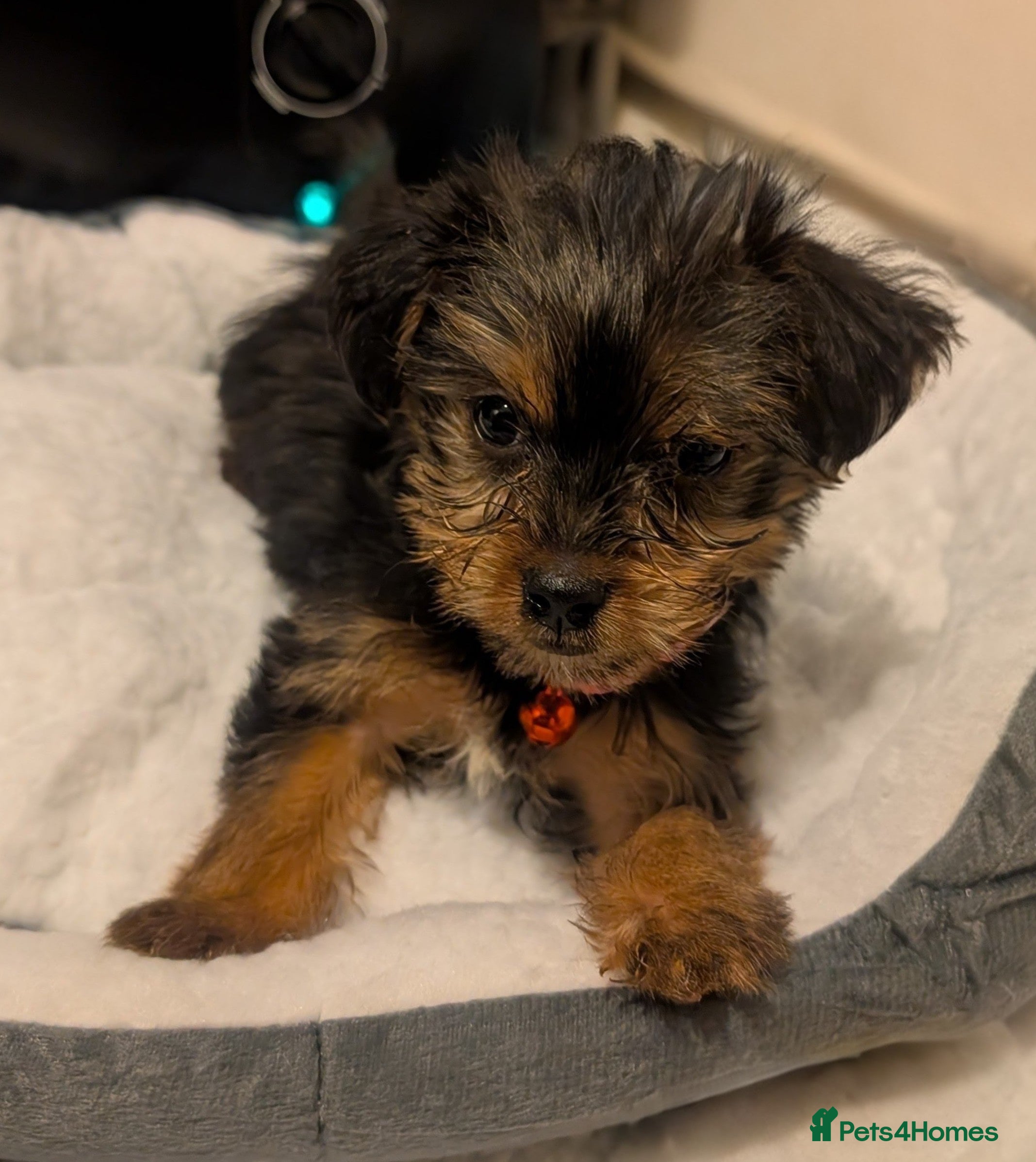 Yorkshire Terrier dogs Gorgeous Yorkie girl - Advert 2