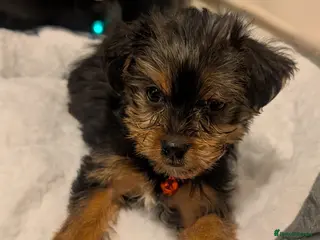 Yorkshire Terrier dogs Gorgeous Yorkie girl - Advert 2