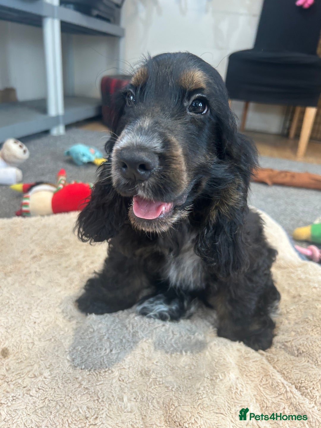 Cocker Spaniel dogs for sale: LAST TWO SHOW COCKER SPANIEL BOYS in Ely - Image 5