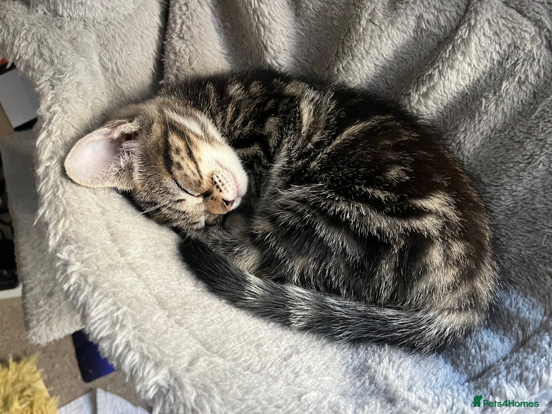 Mixed Breed cats for sale: Beautiful Kittens - Advert 3