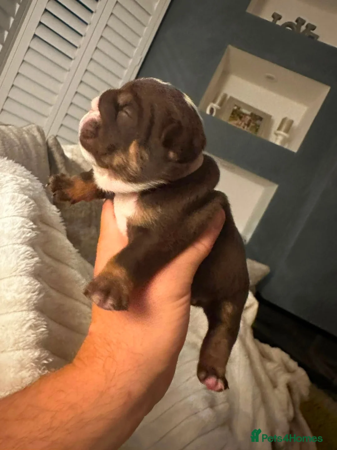 English Bulldog dogs for sale: 🍫Outstanding choc English bulldogs 🌟⭐️⭐️ - Advert 1