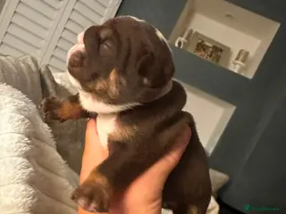English Bulldog dogs 🍫Outstanding choc English bulldogs 🌟⭐️⭐️ - Advert 1
