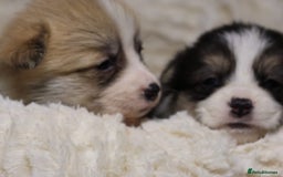 Welsh Corgi Pembroke dogs for sale: Naturally bobbed unique babies - Image 17