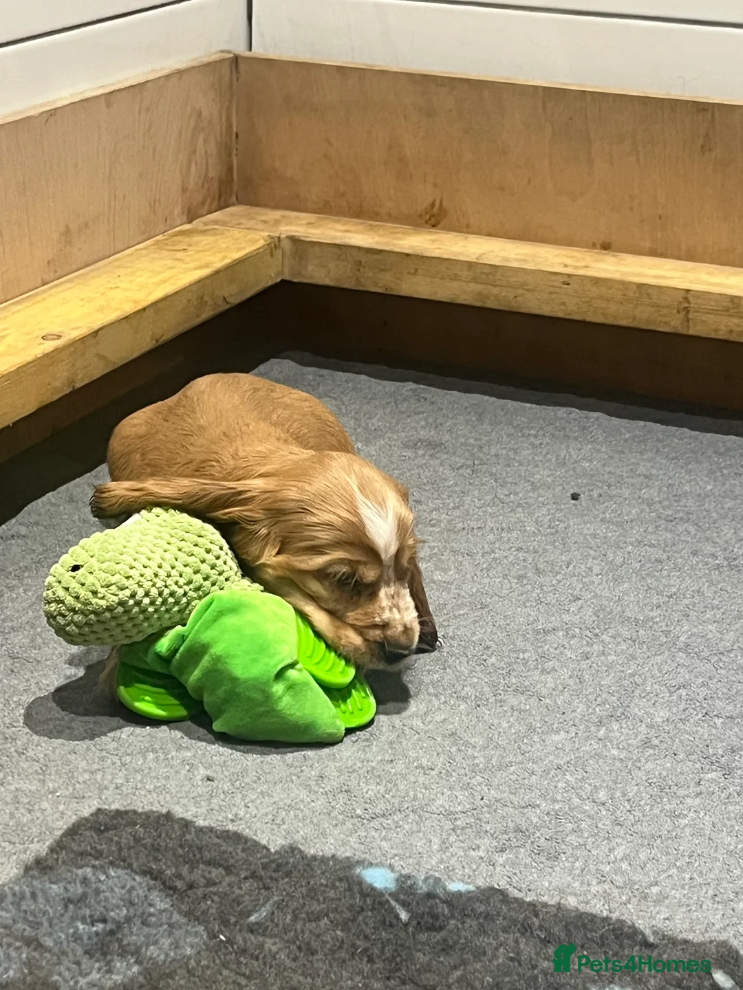 Cocker Spaniel dogs for sale: KC Show Cocker Spaniel  - Advert 6