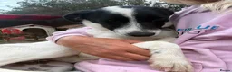 Mixed Breed dogs for adoption: Rama - Norwich Norfolk  - Advert 13