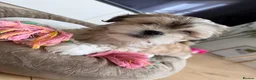 Lhasa Apso dogs for sale: Lhasa Apso Female Puppy for a loving home - Advert 7