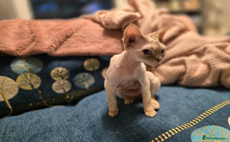 Devon Rex cats - Advert 1