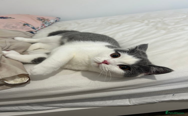 British Shorthair cats - Advert 3