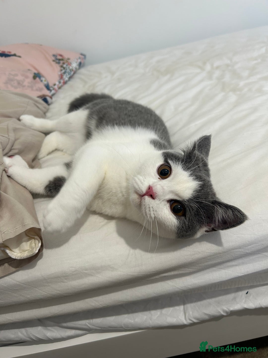 British Shorthair cats for sale: Rosie - BSH - Image 1