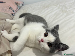 British Shorthair cats - Advert 10