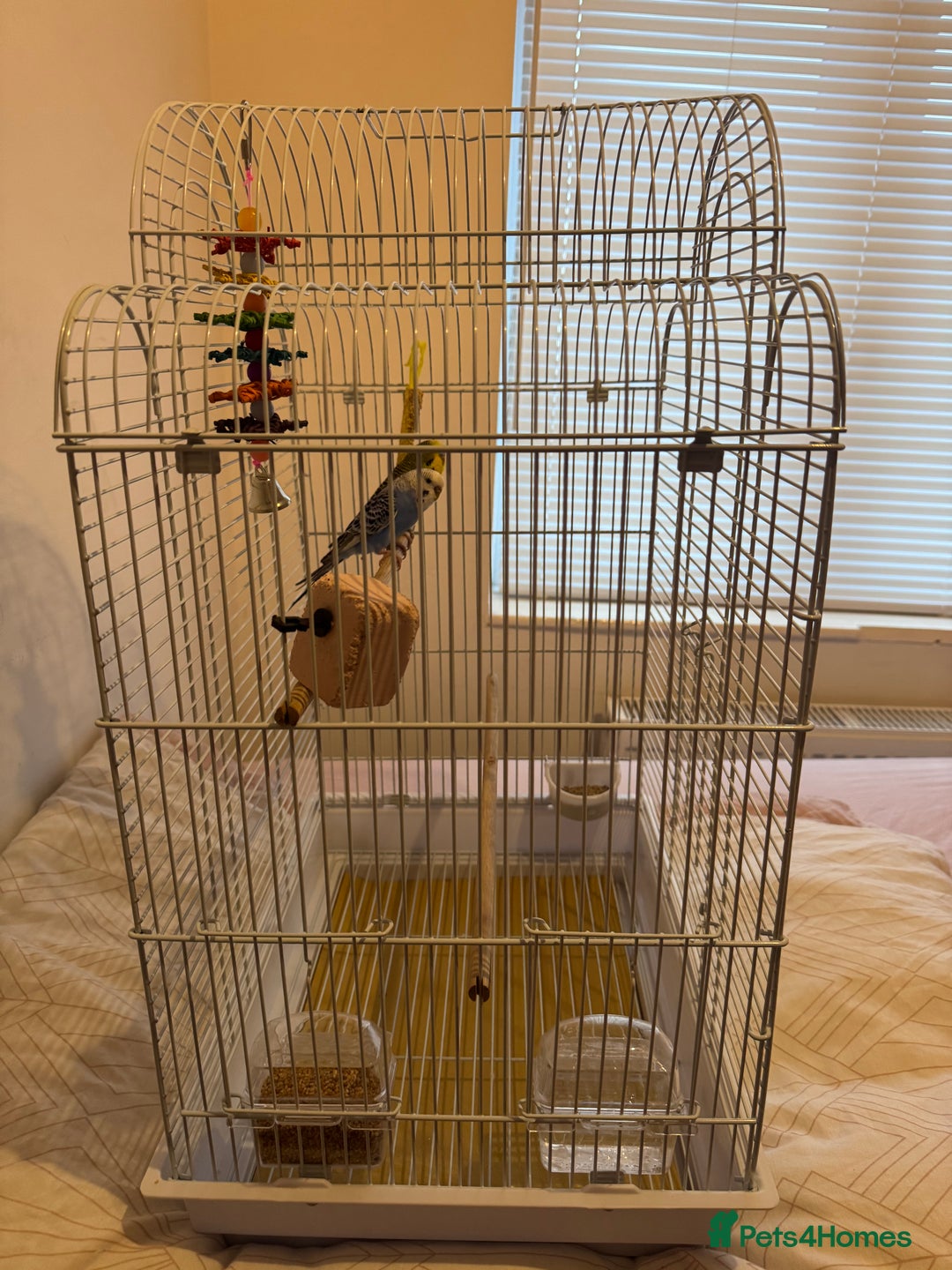 Budgerigars birds for sale: Budgies  - Advert 1